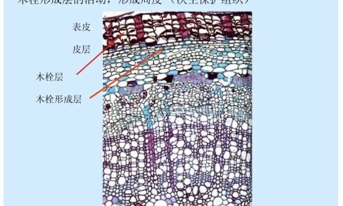 舟山冬瓜的功效与禁忌网- 冬瓜的功效作用与主治及禁忌知识,分享冬瓜核的功效与作用及禁忌